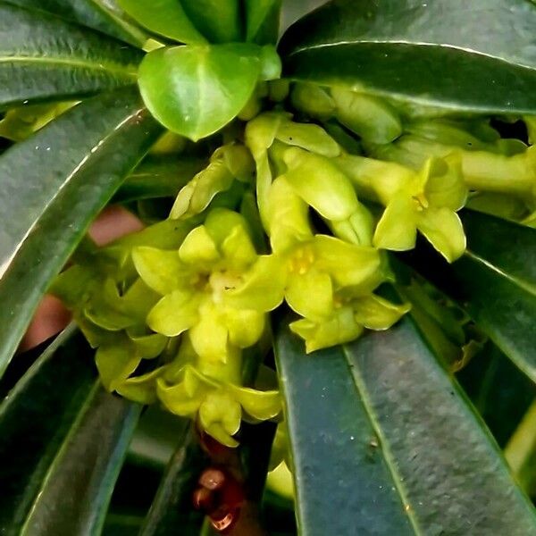 Daphne laureola 花