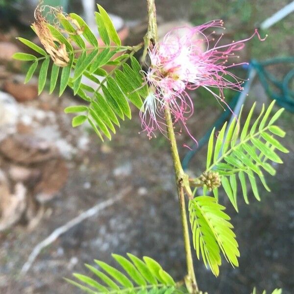 Calliandra surinamensis Kukka