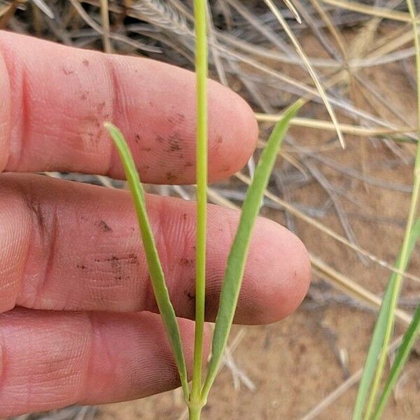 Mirabilis albida Leaf