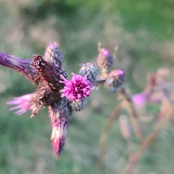 Cirsium palustre Květ