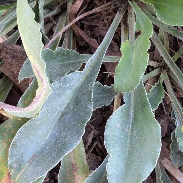 Goniolimon tataricum Leaf