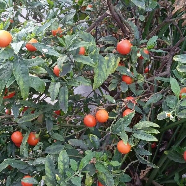 Solanum pseudocapsicum फल