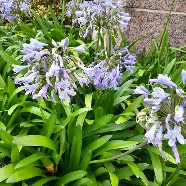 Agapanthus praecox Virág