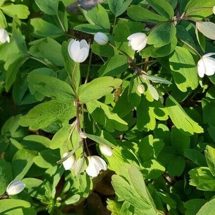 Isopyrum thalictroides Hoja