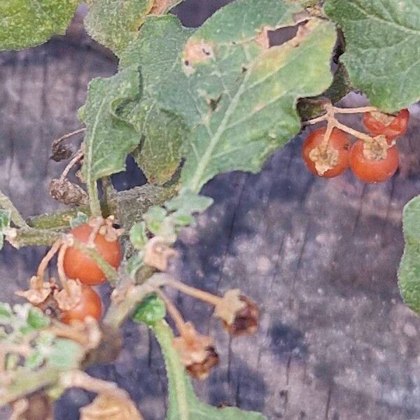 Solanum villosum Owoc