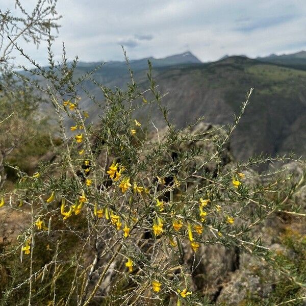 Caragana frutex Flor