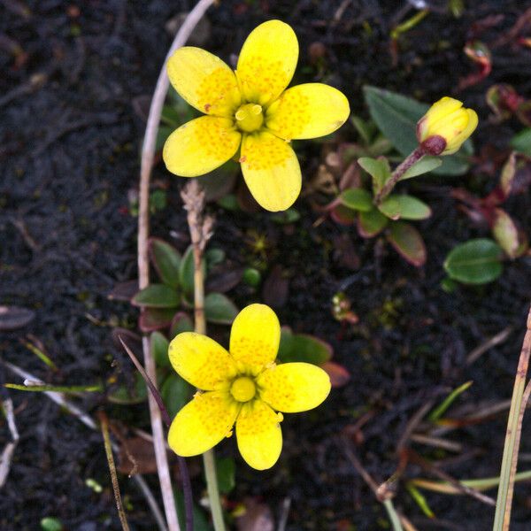 Saxifraga hirculus ᱵᱟᱦᱟ