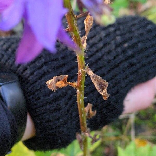 Campanula trachelium Koor