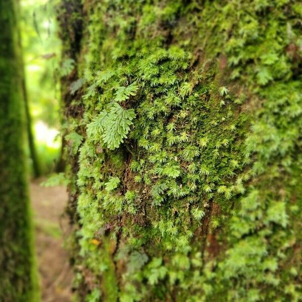 Hymenophyllum tunbrigense Fulla