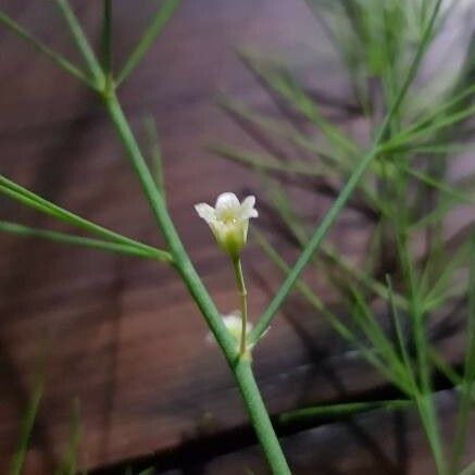 Asparagus officinalis Λουλούδι