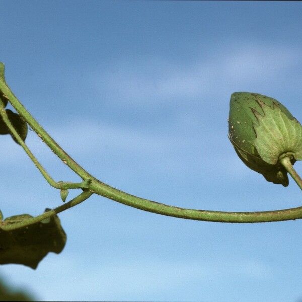 Gossypium herbaceum Fruit