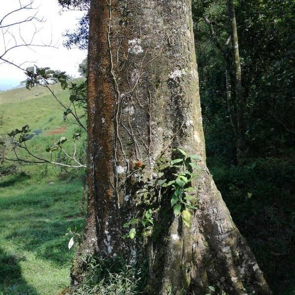 Parinari parvifolia Corteccia