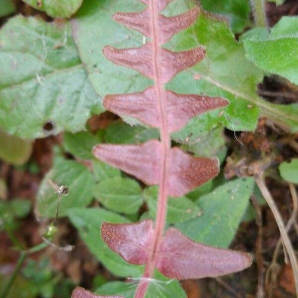 Blechnum spicant Leaf