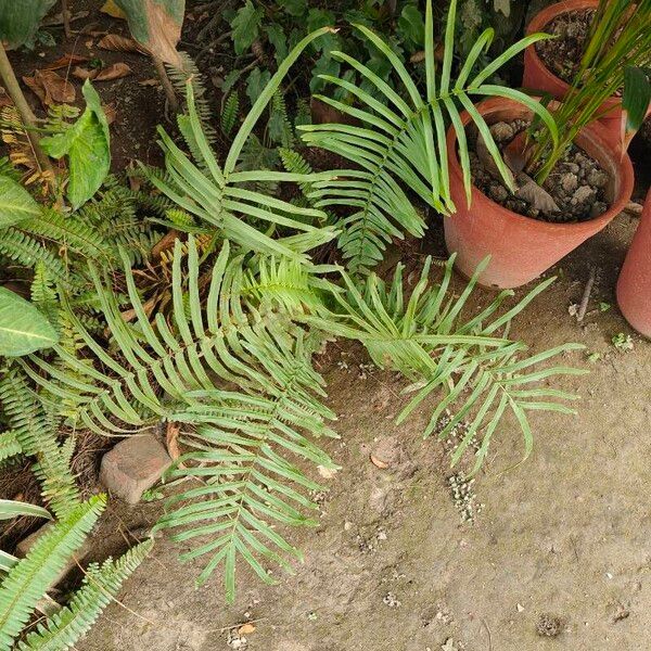 Pteris vittata ഇല