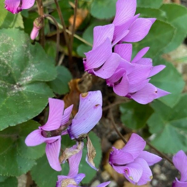 Cyclamen purpurascens Flor