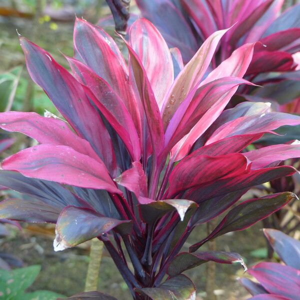 Cordyline fruticosa Fleur