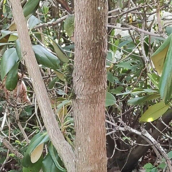 Rhododendron argyrophyllum Bark