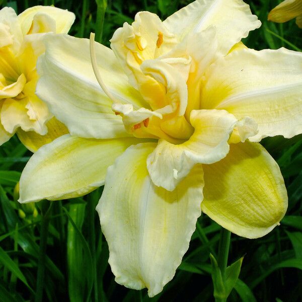 Hemerocallis lilioasphodelus ফুল