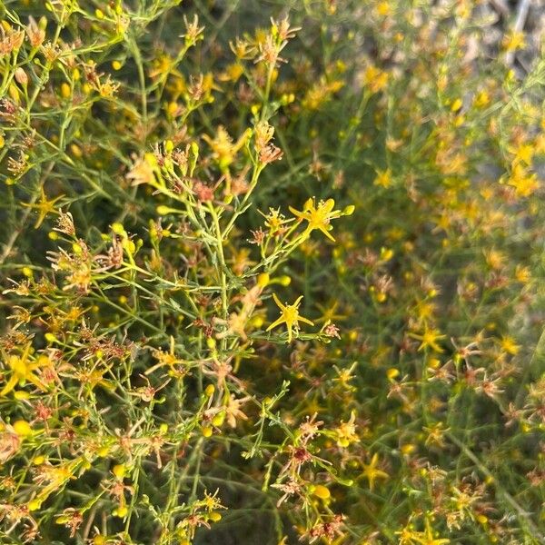 Hypericum triquetrifolium ফুল