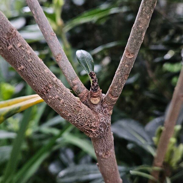 Pittosporum heterophyllum बार्क (छाल)