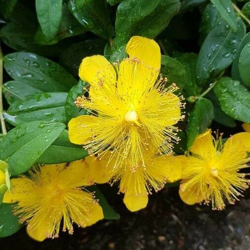 Hypericum calycinum Çiçek