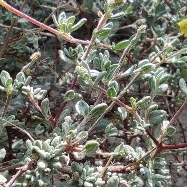 Helianthemum stipulatum ഇല