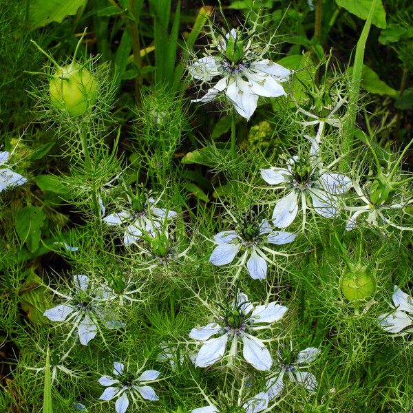 Nigella damascena عادت