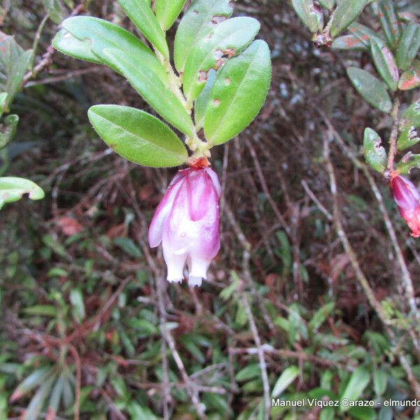 Cavendishia capitulata Çiçek