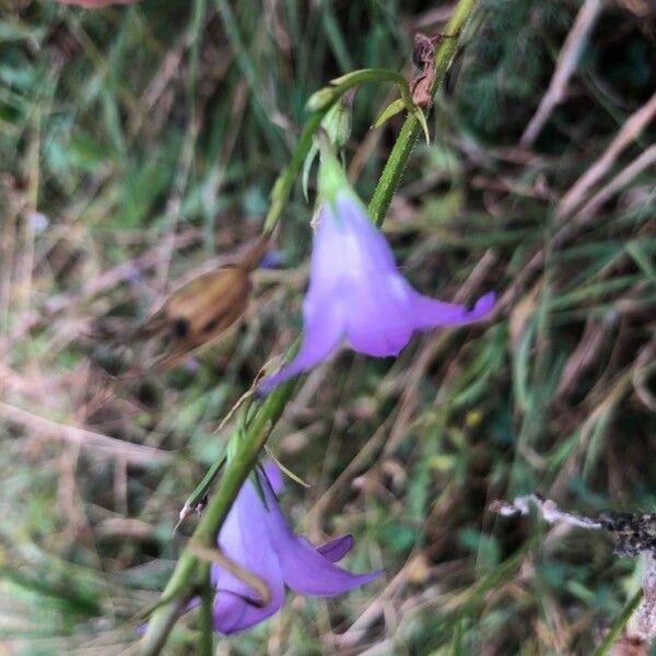 Campanula patula Flower