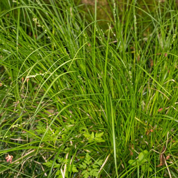 Carex divulsa Habitus