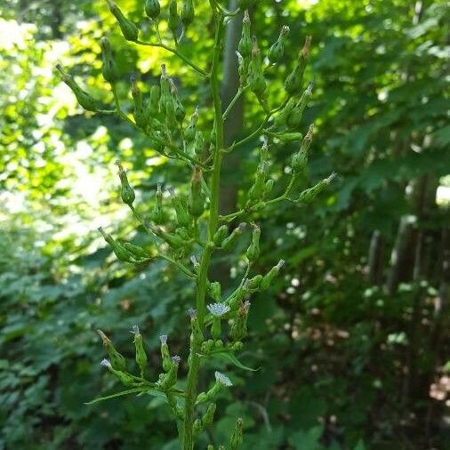 Lactuca biennis ফুল