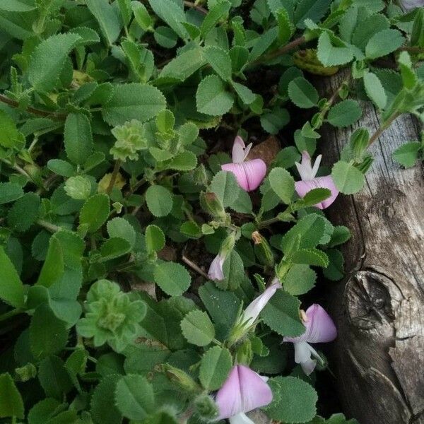 Ononis arvensis Flower