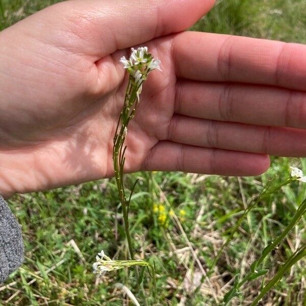 Arabis hirsuta Flower