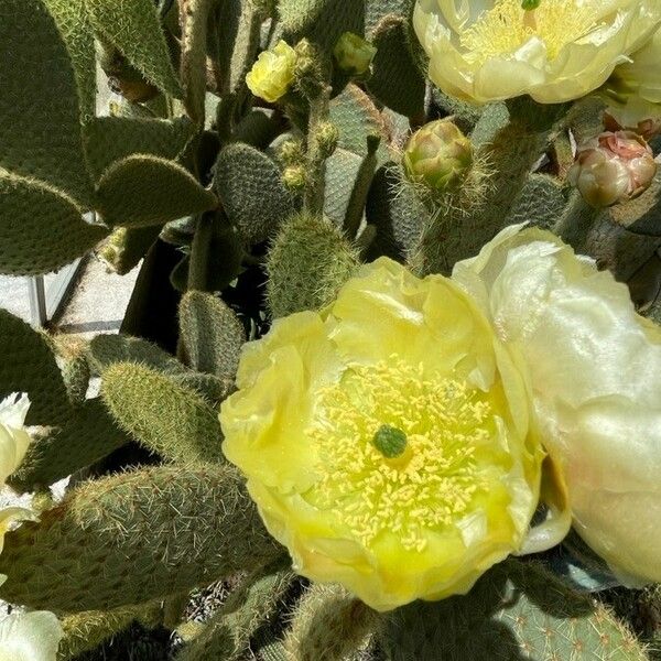 Opuntia polyacantha Цветок