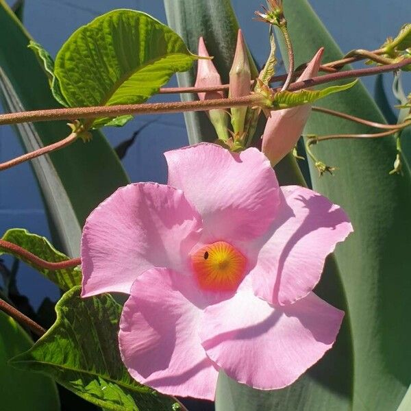 Mandevilla laxa Blomma