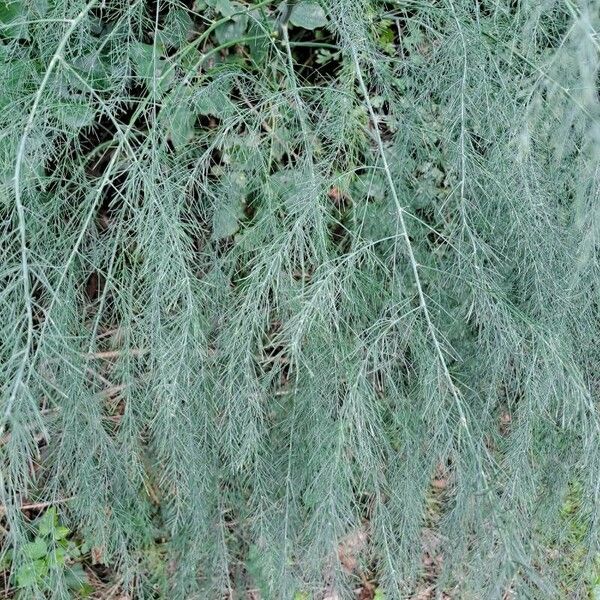 Asparagus officinalis Levél