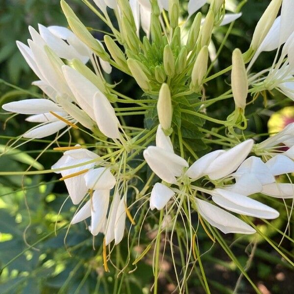 Cleome speciosa Žiedas