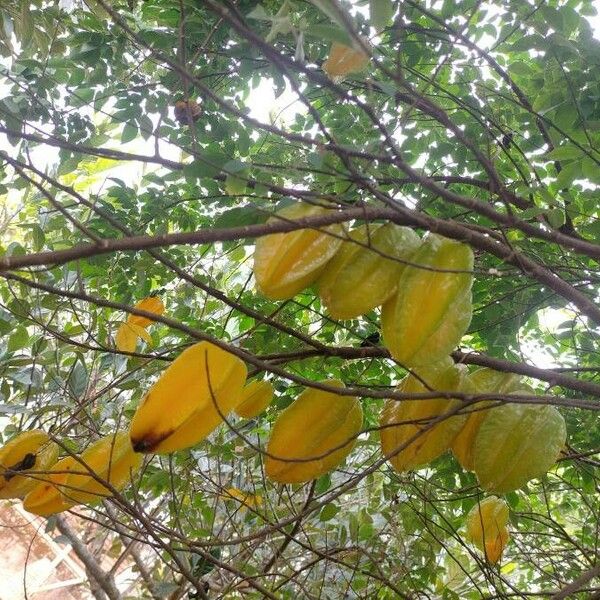 Averrhoa carambola फल