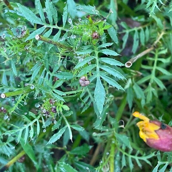 Tagetes erecta Feuille