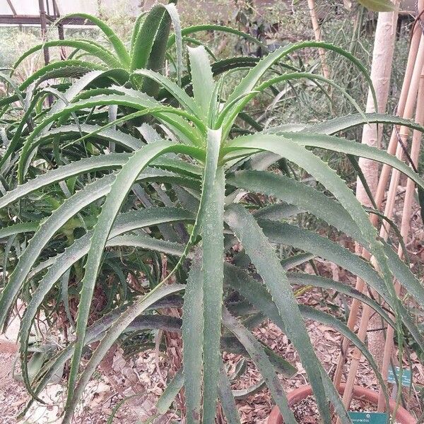 Aloe pluridens Blad