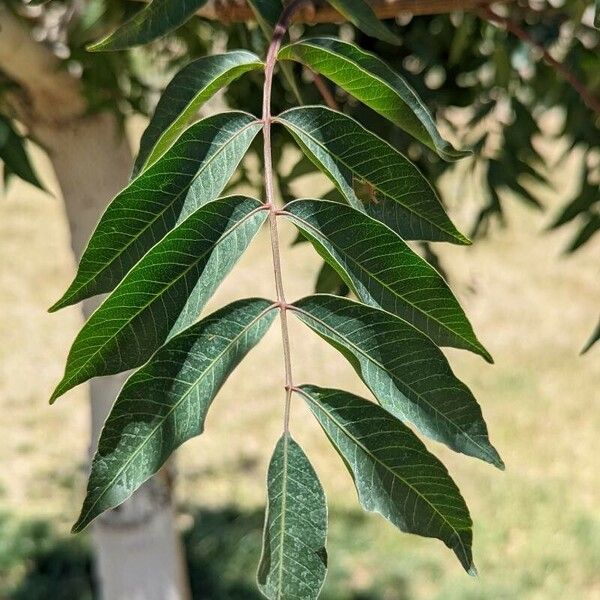 Pistacia chinensis পাতা