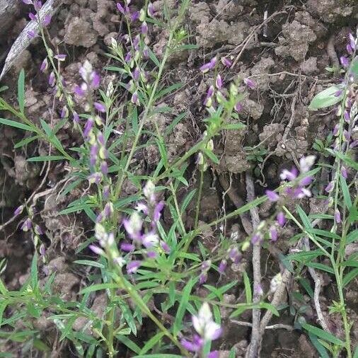 Polygala paniculata Cvet