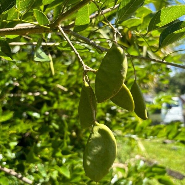 Pongamia pinnata Fruitua