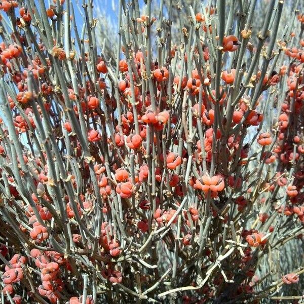 Ephedra major Pokrój