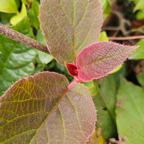 Actinidia chinensis Folio