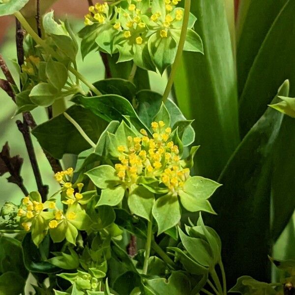 Bupleurum rotundifolium Flower