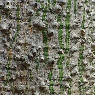 Ceiba pentandra ᱪᱷᱟᱹᱞᱤ