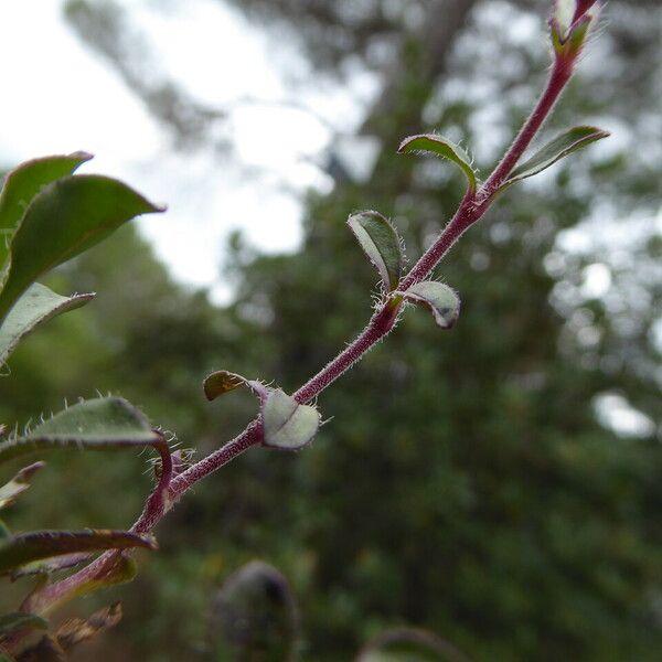 Saponaria ocymoides बार्क (छाल)