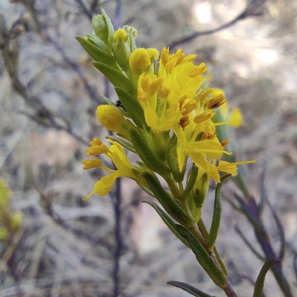 Odontites luteus Blomma