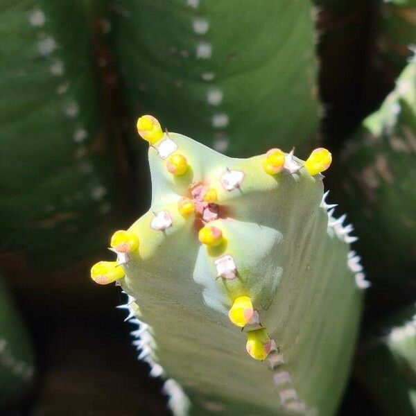Euphorbia resinifera Blomst